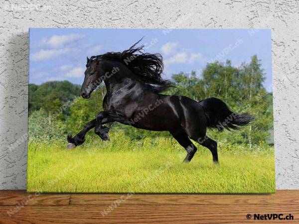 Leinwandbild - Galoppierendes Pferd 